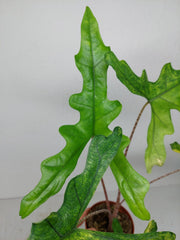 Alocasia Sabrina Aurea