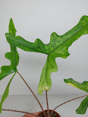 Alocasia Sabrina Aurea