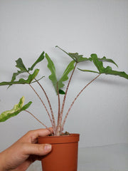 Alocasia Sabrina Aurea