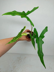 Alocasia Sabrina Aurea
