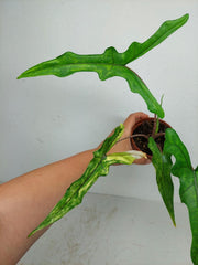 Alocasia Sabrina Aurea