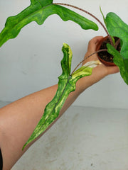 Alocasia Sabrina Aurea