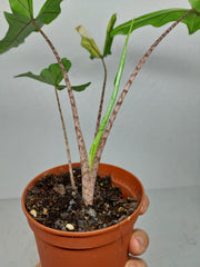 Alocasia Sabrina Aurea