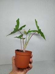 Alocasia Sabrina Aurea