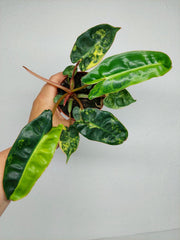Philodendron Billietiae Variegata (zum aussuchen)
