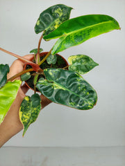 Philodendron Billietiae Variegata (zum aussuchen)