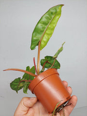 Philodendron Billietiae Variegata (zum aussuchen)