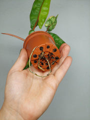Philodendron Billietiae Variegata (zum aussuchen)