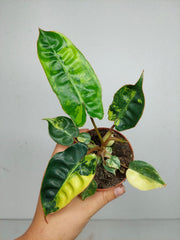 Philodendron Billietiae Variegata (zum aussuchen)