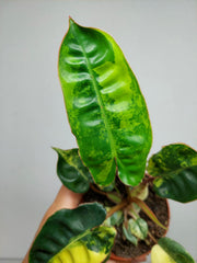 Philodendron Billietiae Variegata (zum aussuchen)