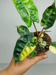 Philodendron Billietiae Variegata (zum aussuchen)