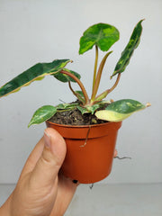 Philodendron Billietiae Variegata (zum aussuchen)