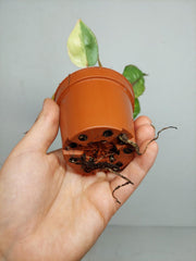Philodendron Billietiae Variegata (zum aussuchen)