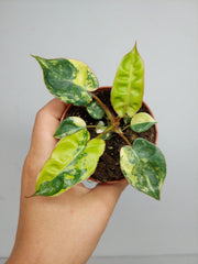Philodendron Billietiae Variegata (zum aussuchen)