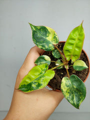 Philodendron Billietiae Variegata (zum aussuchen)