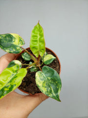 Philodendron Billietiae Variegata (zum aussuchen)