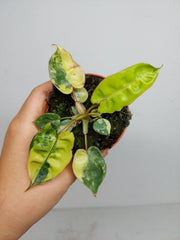 Philodendron Billietiae Variegata (zum aussuchen)