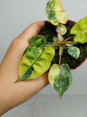 Philodendron Billietiae Variegata (zum aussuchen)