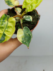 Philodendron Billietiae Variegata (zum aussuchen)