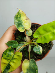 Philodendron Billietiae Variegata (zum aussuchen)