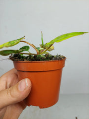 Philodendron Billietiae Variegata (zum aussuchen)