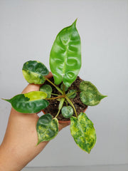 Philodendron Billietiae Variegata (zum aussuchen)
