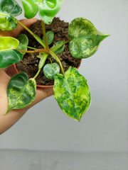 Philodendron Billietiae Variegata (zum aussuchen)