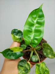 Philodendron Billietiae Variegata (zum aussuchen)