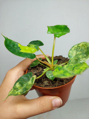 Philodendron Billietiae Variegata (zum aussuchen)