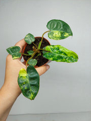 Philodendron Billietiae Variegata (zum aussuchen)