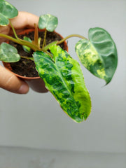 Philodendron Billietiae Variegata (zum aussuchen)