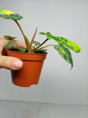 Philodendron Billietiae Variegata (zum aussuchen)