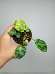 Philodendron Billietiae Variegata (zum aussuchen)
