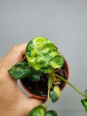 Philodendron Billietiae Variegata (zum aussuchen)