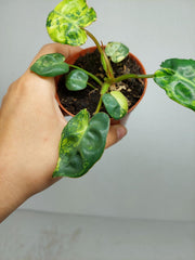 Philodendron Billietiae Variegata (zum aussuchen)
