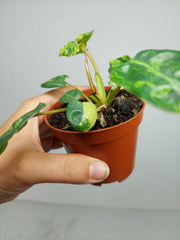 Philodendron Billietiae Variegata (zum aussuchen)