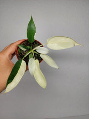 Philodendron Florida Ghost Mutation