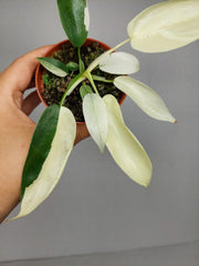 Philodendron Florida Ghost Mutation