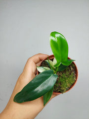 Philodendron Florida Ghost Mutation