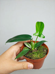 Philodendron Florida Ghost Mutation