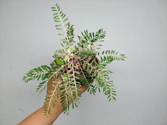 Phyllanthus Urinaria Variegata