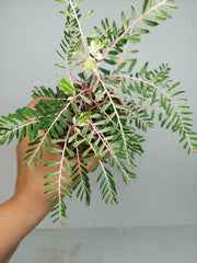 Phyllanthus Urinaria Variegata