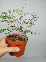 Phyllanthus Urinaria Variegata