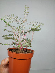 Phyllanthus Urinaria Variegata