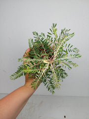 Phyllanthus Urinaria Variegata