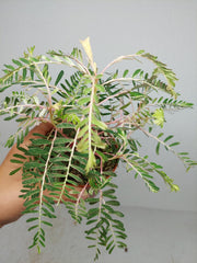 Phyllanthus Urinaria Variegata