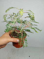 Phyllanthus Urinaria Variegata