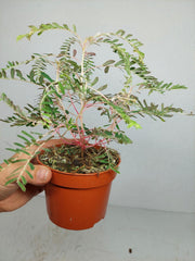 Phyllanthus Urinaria Variegata