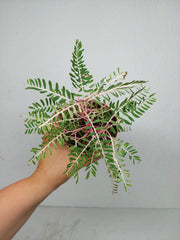Phyllanthus Urinaria Variegata