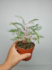 Phyllanthus Urinaria Variegata
